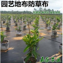 防草布專業(yè)生產(chǎn)各種規(guī)格型號(hào)地布防草布除草布